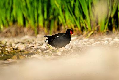 Foto: Werner Pietschmann Die Teichralle (Gallinula chloropus) wird auch Teichhuhn genannt.